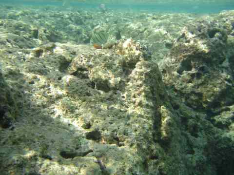 Rock fish in Hanauma Bay Oahu